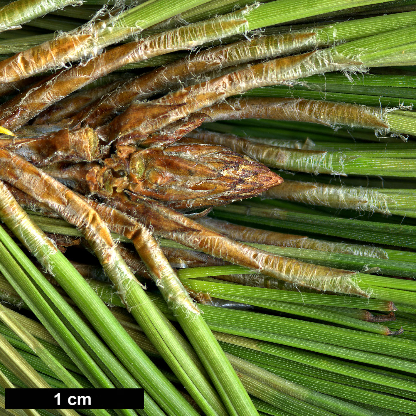 High resolution image: Family: Pinaceae - Genus: Pinus - Taxon: patula - SpeciesSub:  var. longipedunculata
